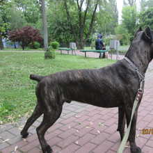 EFRAY WISE KEEPER CANE CORSO ITALIANO. UKRAINE. +380684130213 