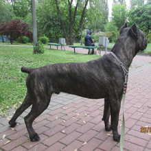 EFRAY WISE KEEPER CANE CORSO ITALIANO. UKRAINE. +380684130213 