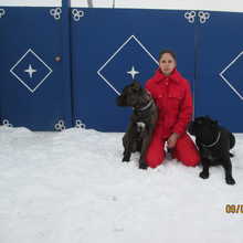 ПИТОМНИК CANE CORSO ITALIANO. UKRAINE. +380684130213, +380637272