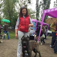 EFRAY WISE KEEPER CANE CORSO ITALIANO. UKRAINE. +380684130213