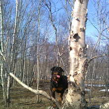Весенний лес