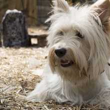 dog-2