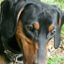 image (1)