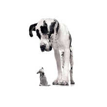 getImage (12)